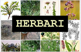 header herbari la sarganta ibèrica