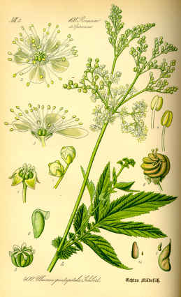 il.lustració antigua dbuix reina del prat filipendula ulmaria