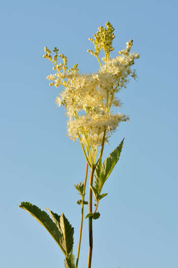 foto filipendula ulmaria